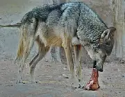 Lobo Árabe Comendo 1