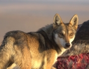 Lobo Árabe Comendo 2