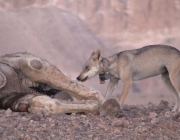 Lobo Árabe Comendo 4