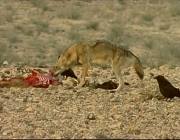 Lobo Árabe Comendo 5