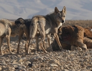 The??Arabian wolf??(Canis lupus arabs) is a??subspecies of grey wolf??which was once found throughout the Arabian Peninsula, but now only lives in small pockets in southern??Israel, southern and western??Iraq,??Oman, Yemen,??Jordan,??Saudi Arabia, and probably some parts of the??Sinai Peninsulain??Egypt.