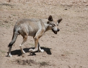 Lobo Árabe 2