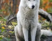 Lobo Branco 1