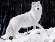 Lobo Branco 2