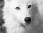 Lobo Branco 4