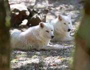 Lobo Branco Acasalando 1