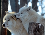 Lobo Branco Acasalando 2