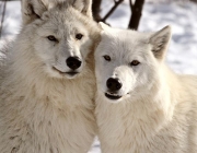 Lobo Branco Acasalando 5