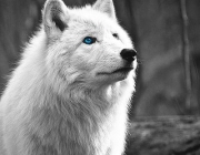 Lobo Branco 2