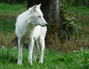 Lobo Branco 3