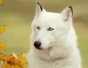 Lobo Branco 5