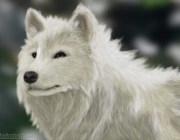Lobo Branco 6