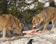 Lobo Cinzento Comendo 1