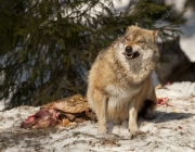 Lobo Cinzento Comendo 2