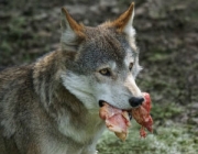 Lobo Cinzento Comendo 3