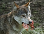 Lobo Cinzento Comendo 3