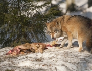 Lobo Cinzento Comendo 4