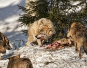 Lobo Cinzento Comendo 5