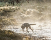 Lobo Comendo Peixe 1