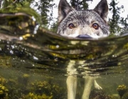 Lobo Comendo Peixe 3