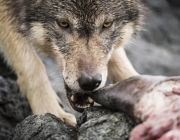 Lobo Comendo Peixe 4