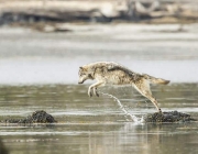 Lobo Comendo Peixe 5