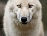 Lobo da Neve 2