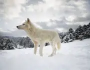 Lobo da Neve 3