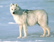 Lobo da Neve 4