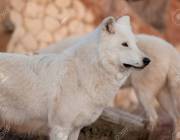 Wild alaskan tundra wolf is looking his prey. Canis lupus arctos. Polar wolf or white wolf.