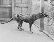 Lobo da Tasmânia 2