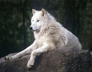Lobo da Tundra 1