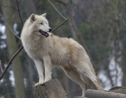 White arctic wolf