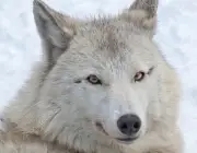 Lobo da Tundra 5