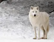 Lobo do Ártico 2