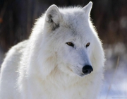 Lobo do Ártico 4