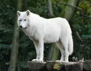 Lobo do Ártico 6