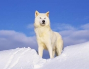 Lobo do Ártico 1