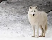 Lobo do Ártico 3