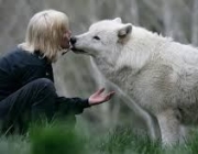 Lobo Domesticado 1