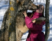 Lobo Domesticado 6