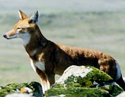 Lobo Etíope em Extinção 1