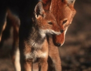 Lobo Etíope em Extinção 3