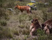 Lobo Etíope em Extinção 5