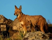 Lobo Etíope em Extinção 6