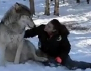 Lobo Gigante 1