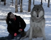 Lobo Gigante 2