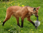 Lobo Guará Comendo 1