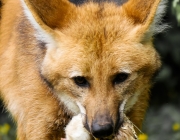 Lobo Guará Comendo 2