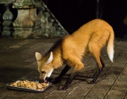 Lobo Guará Comendo 3